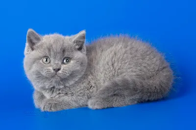 Фото британских голубых котят и лилового британского котёнка