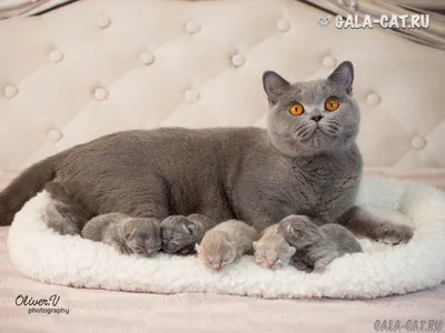 Голубые и лиловые британские котята (Litter-O2) - 15 Ноября 2020 - Питомник  GALA-CAT