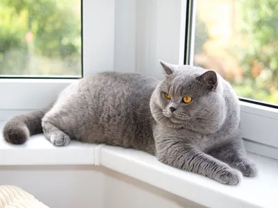 Продам голубых британских котят — Бобруйск