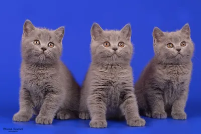 Распространенные болезни британских кошек - Клиника