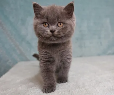 Голубые котики британские короткошерстные | Британские котята GALA-CAT |  Дзен