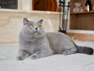 Голубой котенок Shorthair британцев выглядит нелепо и любопытным Стоковое  Фото - изображение насчитывающей любознательно, ангстрома: 190137260