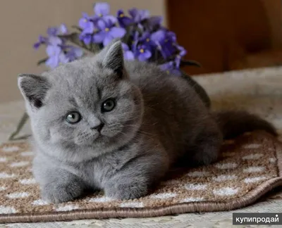 Голубые британские кошки» — создано в Шедевруме