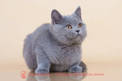 Фотообои Британские котята 5792 купить в Украине | Интернет-магазин  Walldeco.ua