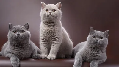 Помет P. Британские котята шоколадных, голубых, черных серебристых  пятнистых и дымчатых окрасов от пары британских короткошерстных кошек Gera  MK of MeowClub *BY, BRI ns + Alex, BRI as 22