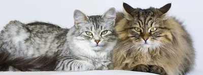 Фото котят и кошек 