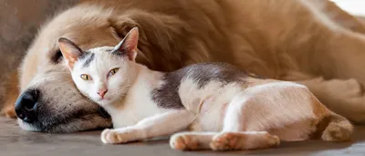 Фото и видео британских котят, британский кот фото, картинки британских  котят