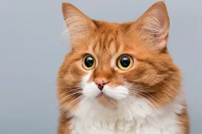 5 суперспособностей обычной кошки - Телеканал «О!»