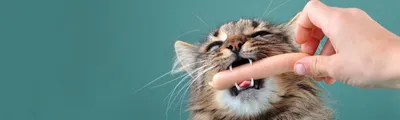 Спрей для котят и кошек Dr.Petzer ликвидатор меток и запаха 150мл купить по  цене 125 ₽ с доставкой в Москве и России, отзывы, фото