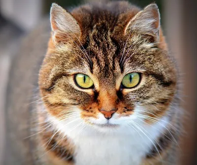 Сколько всего в мире кошек и котов? | Блог зоомагазина Бетховен