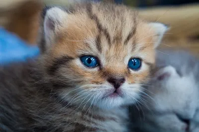 Учёные установили, почему котята, щенки и малыши так очаровательны |  Техкульт