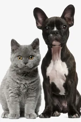Смешные котята и щенки - 73 фото