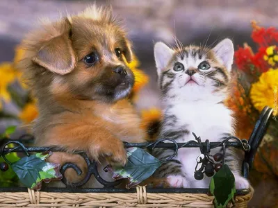 Котята и щенки обои на рабочий стол - подборка