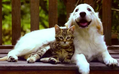 5 самых необходимых ветеринарных услуг для кошек и собак