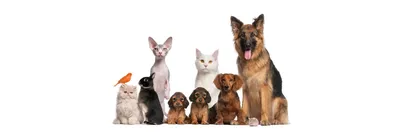 Лучшие препараты для вывода глистов у кошек и собак | Zoohub