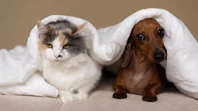 Гипоаллергенные собаки и коты