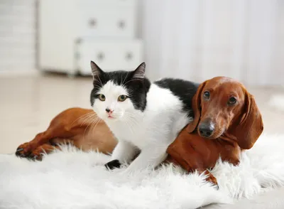 Кошки vs собаки: кто дороже в содержании? Результаты исследования