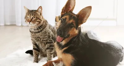Кот и собака стоковое фото. изображение насчитывающей собака - 52046638