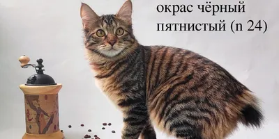 Купить котенка Курильского бобтейла в Москве в питомнике Серебро и Золото  по доступной цене