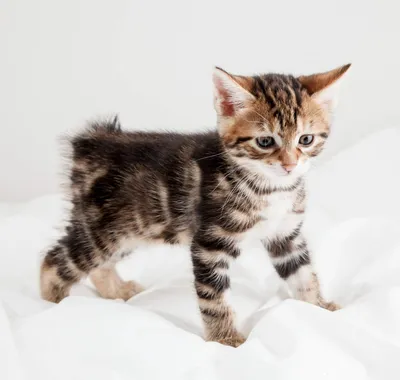 Курильский бобтейл кошка: фото, характер, описание породы