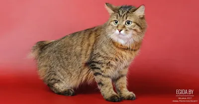 ✓ Курильский бобтейл – удивительная кошка с пушистым помпоном вместо хвоста  - YouTube
