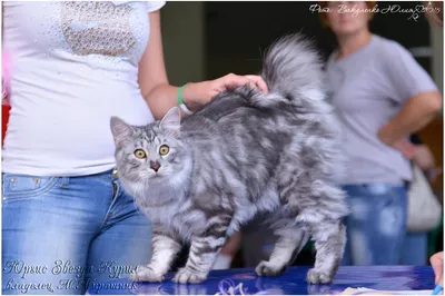 Продажа котенка курильского бобтейла в Москве возрастом 5.5 месяца за 25000  руб. - Питомники кошек
