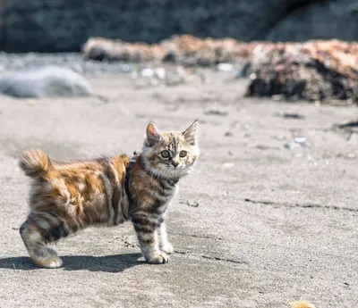 Курильский бобтейл – это удивительная кошка с пушистым помпоном вместо  хвоста. | Пикабу