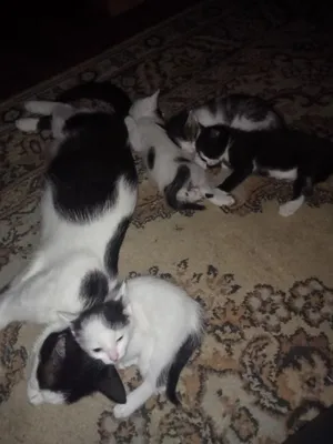 2 Красивых маленьких котят спят. Стороны кошек: маленькие. Треть из них и  смотрит на камеру Стоковое Фото - изображение насчитывающей братства,  стороны: 209658902