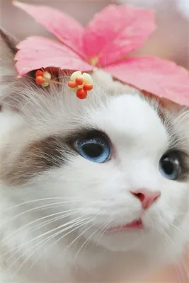 Глаз радуется: топ-5 самых красивых кошек