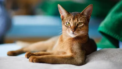 Подарю бесплатно красивых породистых котят!: Бесплатно - Кошки Большой  Чаган на Olx
