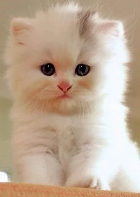 Картинки няшных котят — мимими (8 фото)
