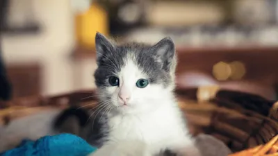 10 Самых Красивых Кошек в Мире | Милые Котики | Милые Котята - YouTube