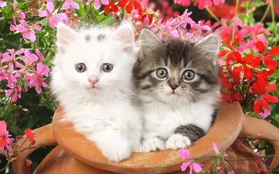 Скачать обои цветы, пушистые, котята, маленькие, flowers разрешение  1920x1200 #10795