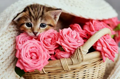 Фотообои Котёнок и розы купить на стену • Эко Обои