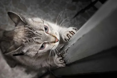 Серые коты, кошки, котята: обои, картинки и фото - wallpapers cats.