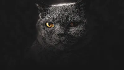 Рисунок котенок лайк - 83 фото