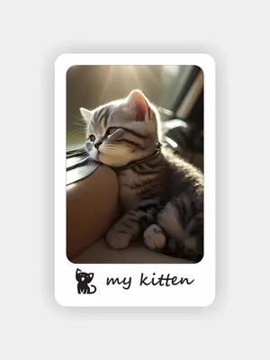 Наклейки на телефон 3d стикеры объемные коты котята милота v5 - купить с  доставкой по выгодным ценам в интернет-магазине OZON (1170895689)