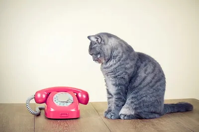 Картинка коты Телефон Животные
