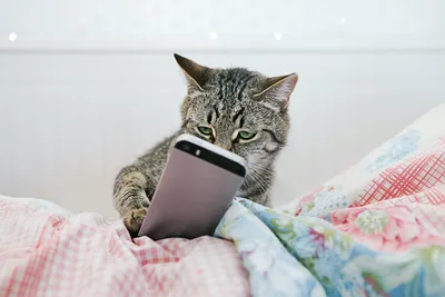 Кот у телефона: 5 мобильных приложений для владельцев животных | Ты что,  самый умный? | Дзен