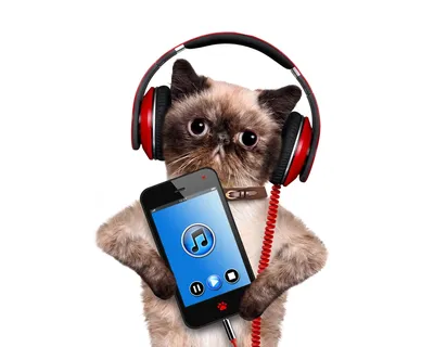 Чехол Tpu Черный на Телефон IPhone 11 Pro Коты \"1653b-1788-58250\" — Купить  на BIGL.UA ᐉ Удобная Доставка (1742714886)