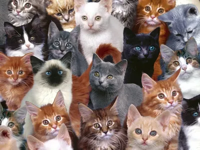 Как выглядят котята разных пород? (Мимишное продолжение!) | PetGlobals.com  | Дзен