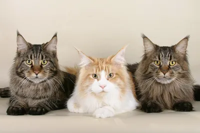 3 Котят разных пород и взрослых кота сидели вместе в плетеной корзине  Стоковое Фото - изображение насчитывающей посмотрите, котенок: 193056564