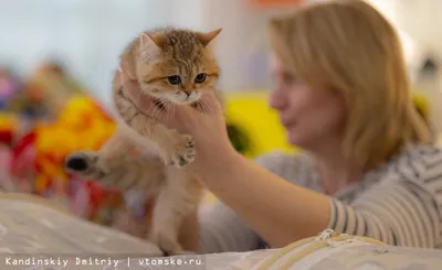 Как выглядят детеныши кошек разных пород - Стиль жизни - Курс Украины