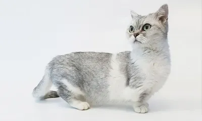 Как выглядят котята разных пород? (Мимишное продолжение!) | PetGlobals.com  | Дзен