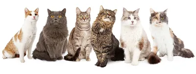Как выглядят котята разных пород? Часть 4 | PetGlobals.com | Дзен