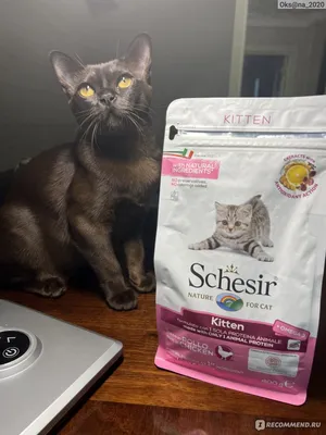 Купить Orijen Kitten Корм беззерновой для котят всех пород - доставка, цена  и наличие в интернет-магазине и аптеках Доктор Вет