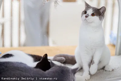 Купить Farmina Matisse Kitten с доставкой по Кыргызстану в интернет  зоомагазине