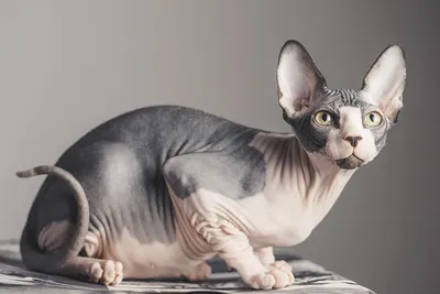 20 очаровательных фото котят сфинкса, самой оригинальной породы домашних  кошек