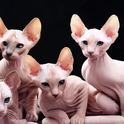 20 очаровательных фото котят сфинкса, самой оригинальной породы домашних  кошек