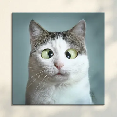 Ржачные картинки про котят (48 фото) » Юмор, позитив и много смешных  картинок